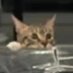 😿 (@kalafulupaleito) Twitter profile photo 😿 (@kalafulupaleito) Twitter profile photo