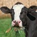 grass muncher (@grassmuncher_) Twitter profile photo grass muncher (@grassmuncher_) Twitter profile photo
