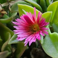 حفصہ (@hafsakamran2) 's Twitter Profile