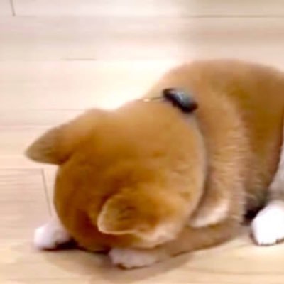 OmMaNIPaAdMeHuM's profile picture. 護符 天安門事件 黄色熊