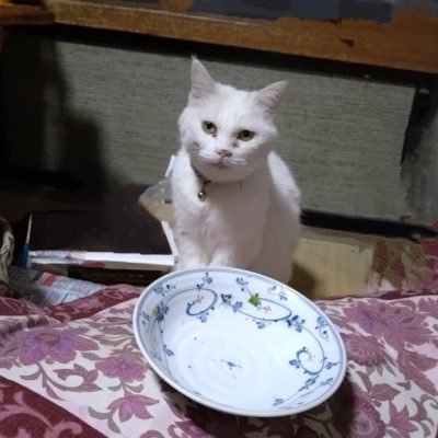 typing120610's profile picture. ↑見てみてウチの猫。カワイイでしょ。まぁ正確には親父の実家で飼ってる猫なんですけどね。だいたいおんなじっしょ