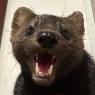 smugbear.bsky.socialさんのプロフィール画像