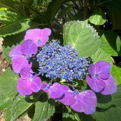 tomohitoy_phd's profile picture. 