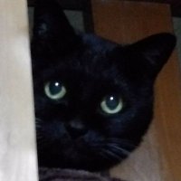 tomtom (@tomandsasuke) 's Twitter Profile