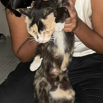 chhalhatt's profile picture. chal hatt