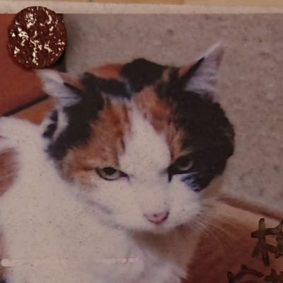 s4501352's profile picture. ちょこです。　Xの画像AI学習機能対策に新たにアカウントを作ってみました。　主に平家、鉄道、猫ちゃん、ダイの大冒険の二次イラストをアップ&情報収集ツールとして使っている雑アカです。　宜しくお願い致します。