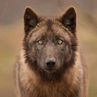 Kenan The Wolf Pack Leader🐺 (@kenanhalil7) 's Twitter Profile