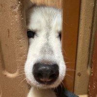 Mira (@r_j_k_m_l_n_h) 's Twitter Profile