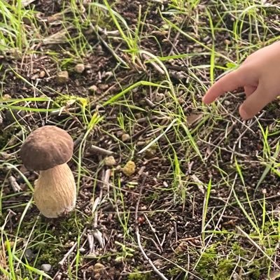 4歳の息子と一緒に見つけたきのこの画像を載せていきます🍄きのこ初心者🔰種類には詳しくないので有識者の方からの情報お待ちしております🙇♀️東北在住