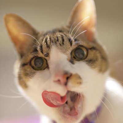 広島で、気ままに撮影してます
コスイベだったり猫だったり鳥だったり花だったり…
ポトレ撮影も、少々撮ってます
ロケ撮影したいです
