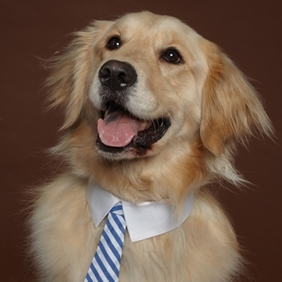 duskwuff's profile picture. not an active account - moved to @dusk@furry.engineer