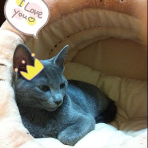 ddalgi95's profile picture. 딸기  리락쿠마, 붕붕이 화이트모카, 스파게티