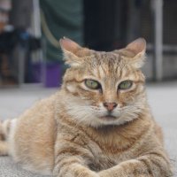 (Ji)dangao🐣--retired (@jidangao) 's Twitter Profile Photo (Ji)dangao🐣--retired (@jidangao) 's Twitter Profile Photo