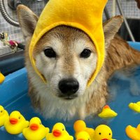 オオモリ・モリ𖤣𖠿𖤣𖥧𖥣。 (@machyachyadog) 's Twitter Profile