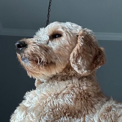 a1w_angel's profile picture. Not my dog. Not yet.