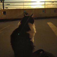 タイラ|ライター (@radioto_416) 's Twitter Profile Photo タイラ|ライター (@radioto_416) 's Twitter Profile Photo