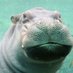 Timothy The Hippo 🦛 (@timothythehippo) Twitter profile photo Timothy The Hippo 🦛 (@timothythehippo) Twitter profile photo