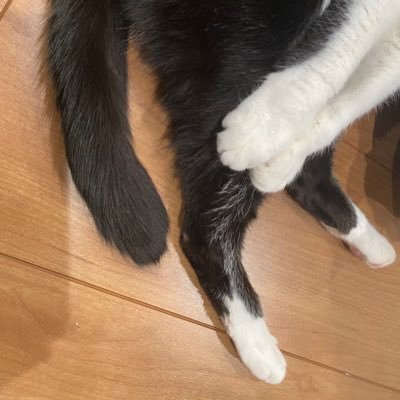 しゃこSreiさんのプロフィール画像