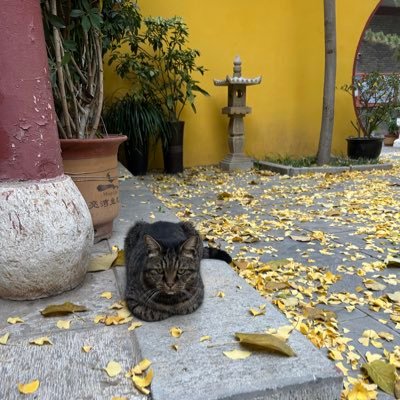 xingheque's profile picture. 