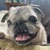 Swamp Pug (@swamppug) Twitter profile photo Swamp Pug (@swamppug) Twitter profile photo