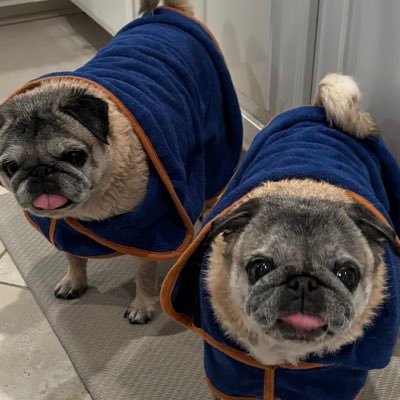 doggymedia's profile picture. It’s time to make some bank. 💰 https://t.co/0BJ9E63Zre