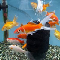 🐟 (@unempisces) 's Twitter Profile Photo