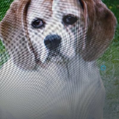 Pitouistheman1's profile picture. 