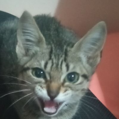 metalgótica | gostosa | jojofag | otaku | comunista | posts/RT de qualidade duvidosa | host do malfalado podcast @astroburgguer | Ela/Dela