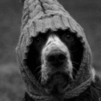 TheRealDanieltheSpaniel (@rafpolicedog) 's Twitter Profile Photo