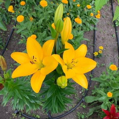 Enghelab1401Mo's profile picture. پادشاهی خواه ، ملی گرا و متنفر از سه فاسد