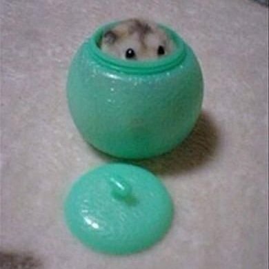 새다さんのプロフィール画像