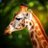 kokyaku3giraffe