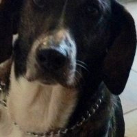 Rudy (@fblaadviserdh) 's Twitter Profile Photo Rudy (@fblaadviserdh) 's Twitter Profile Photo