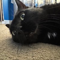 Jay Watamaniuk (@jaywatamaniuk) 's Twitter Profile