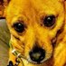 tootie-_-butt (@damoosenator) Twitter profile photo tootie-_-butt (@damoosenator) Twitter profile photo