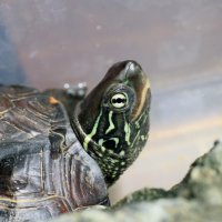 REPTILES Magazine (@reptilesmag) 's Twitter Profile