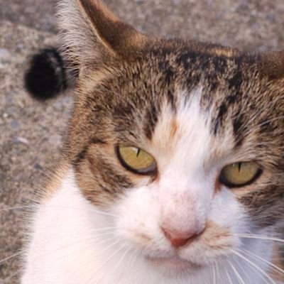 Gov_Vessel_fan's profile picture. 生まれも育ちも横須賀 仕事も横須賀ベース たぶん一生横須賀

横須賀の灰色の風景が好き

ほぼ日記と記録