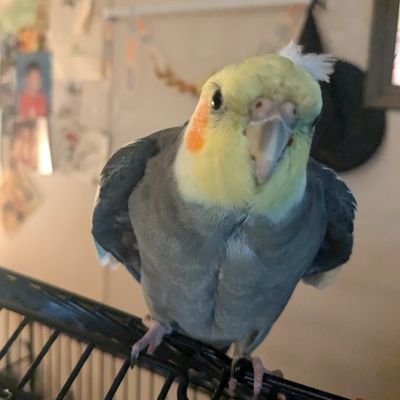 JennaRenee85's profile picture. I do solemnly swear that I will support and defend the Constitution of the U.S. against all enemies, foreign and domestic (...) So, help me God.