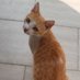 🐈 (@limoncum_) Twitter profile photo 🐈 (@limoncum_) Twitter profile photo