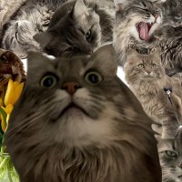 Gerel (@gerel100x) 's Twitter Profile