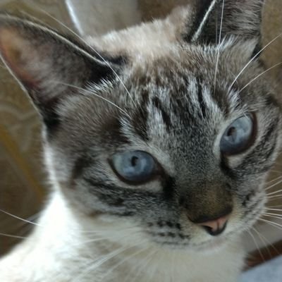 小さな田舎町にトトとミオ♀️2歳🐱と仲良く3人暮らし☺️お互いバツイチ同士、職場も同じ😳私が15歳年上🤣交際12年目✨3年前に癌と診断😢YouTubeで動画配信しています🤭経過観察中なので検査結果なども配信しています❗️https://t.co/co3hhyIyGr