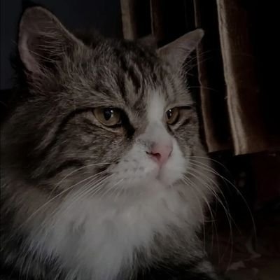 RidhoPanja78599's profile picture. Moon🌕