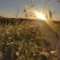 Loresima (@loresima____) Twitter profile photo