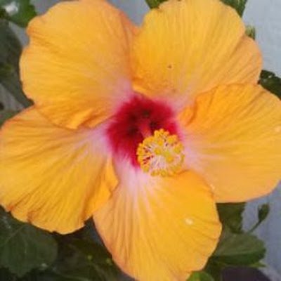 SeaColony1402s's profile picture. STVR Two Sea Colony oceanfront units, with Spectacular Ocean Views located on the 13th and 14th floor of the celebrated Edgewater House