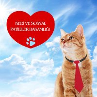 Kedi ve Sosyal Patililer Bakamlığı (@kedibakami) Twitter profile photo