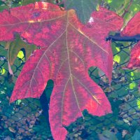 Honig_in_DC (@inchbyinch_rbr) 's Twitter Profile Photo