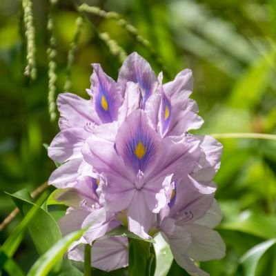 I love flowers, herbs, trees, and natural healing. I adore all animals domestic and wild, the birds, the bees, and all the little critters that make me smile.