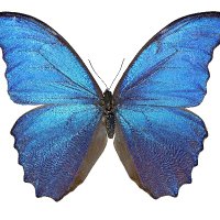 Current Biology (@currentbiology) 's Twitter Profile