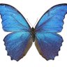 CurrentBiology's profile picture. Scientific journal publishing original research, overview and commentary across all of biology.
All of it!

@CellPressNews

https://t.co/pfSLHA1KDS