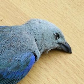 betteriser's profile picture. Gone